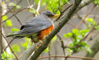 Fig. 6. Grey-backed Thrush : 되지빠귀