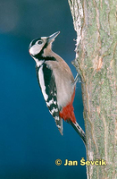 Photo of strakapoud velký, Great Spotted Woodpecker, Dendrocopos major