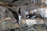 Bridled Tern, adult