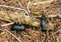 Carabus violaceus - Violet ground beetle