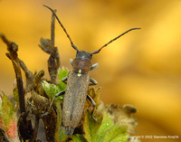 Phytoecia scutellata