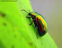 Oreina speciosissima