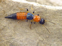 Paederus schoenherri