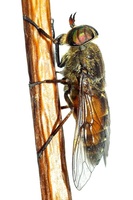 Hybomitra distinguenda