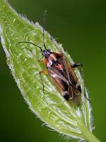 Harpocera thoracica