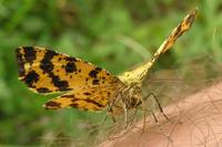 Pseudopanthera macularia - Speckled Yellow