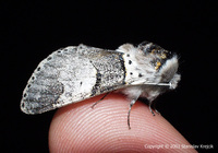 Furcula bifida - Poplar Kitten