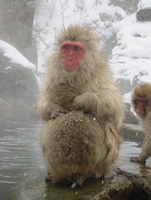 Japanese macaque (Macaca fuscata)