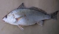 Umbrina canosai, Argentine croaker: fisheries