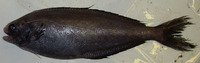 Schedophilus medusophagus, Cornish blackfish: