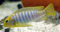 Maylandia hajomaylandi, : aquarium