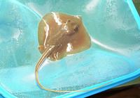 Dasyatis sabina, Atlantic stingray: