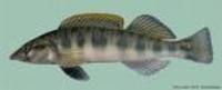 Percina burtoni, Blotchside darter: