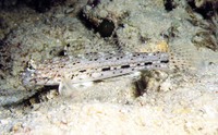 Istigobius ornatus, Ornate goby: aquarium