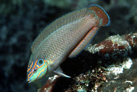 Halichoeres melasmapomus, Cheekspot wrasse: aquarium