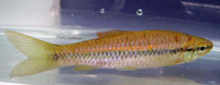 Rasbora daniconius, Slender rasbora: fisheries, aquarium