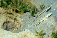 Vanderhorstia delagoae, Candystick goby: