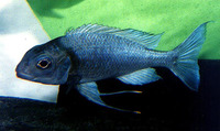 Ophthalmotilapia ventralis, : aquarium