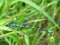 Coenagrion puella - Azure Damselfly