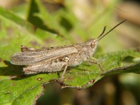 Glyptobothrus brunneus - Common Field Grasshopper