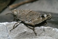 Oedipoda caerulescens