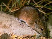Image of: Apodemus agrarius (striped field mouse)