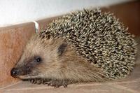 Image of: Erinaceus europaeus (western European hedgehog)