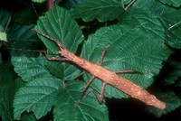 Lamponius guerini