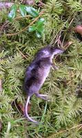 Image of: Sorex araneus (Eurasian shrew)