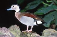 Callonetta leucophrys - Ringed Teal