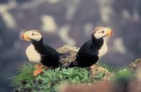 Fratercula corniculata - Horned Puffin