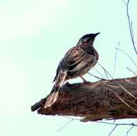 Anthochaera carunculata - Red Wattlebird