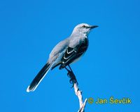 Mimus polyglottos - Northern Mockingbird