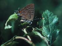 Image of: Satyrium liparops
