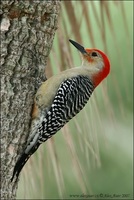 Melanerpes carolinus - Red-bellied Woodpecker