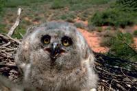 Bubo virginianus - Great Horned Owl