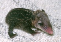 Tenrec ecaudatus - Tailess Tenrec