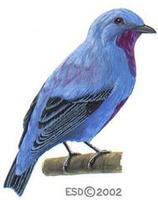 Image of: Cotinga ridgwayi (turquoise cotinga)