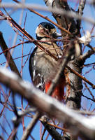 Image of: Dendrocopos major (great spotted woodpecker)