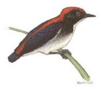 Image of: Dicaeum cruentatum (scarlet-backed flowerpecker)