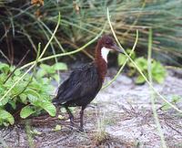 Image of: Dryolimnas cuvieri (white-throated rail)