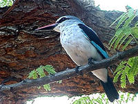 Image of: Halcyon senegalensis (woodland kingfisher)