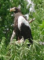 Image of: Haliaeetus pelagicus (Steller's sea eagle)