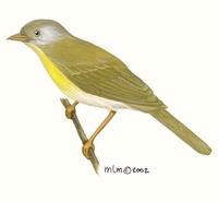 Image of: Hylophilus thoracicus (lemon-chested greenlet)