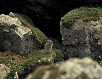 Microtus miurus - Singing Vole