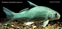 Image of: Carpiodes cyprinus (quillback carpsucker)