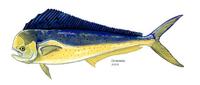 Image of: Coryphaena hippurus (common dolphinfish)