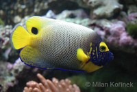 Pomacanthus xanthometopon - Blue-face Angelfish