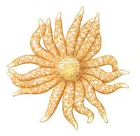 Image of: Pycnopodia helianthoides