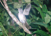 Mountain Fulvetta - Alcippe peracensis